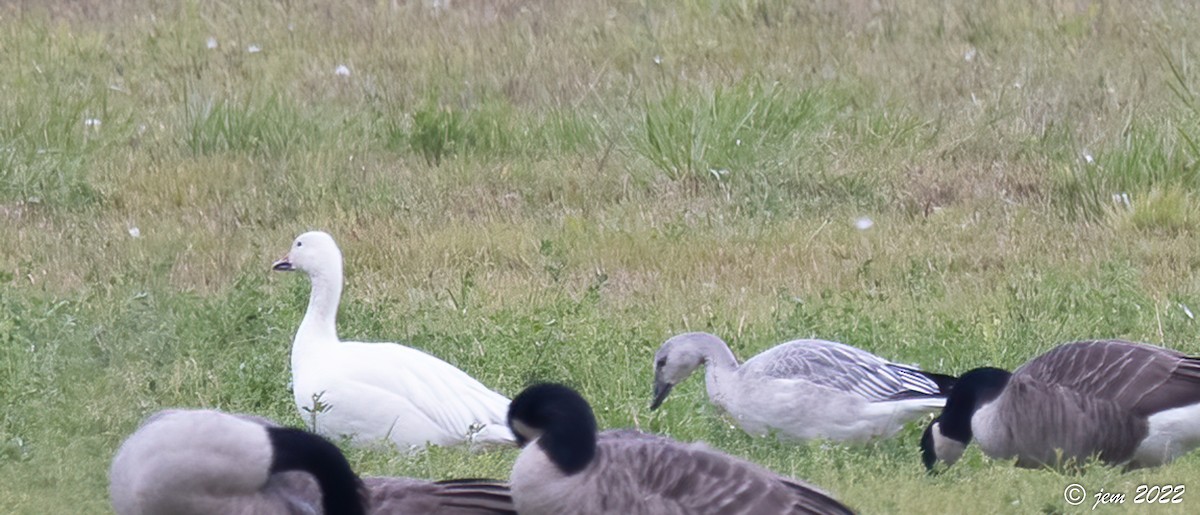 Snow Goose - ML494153751