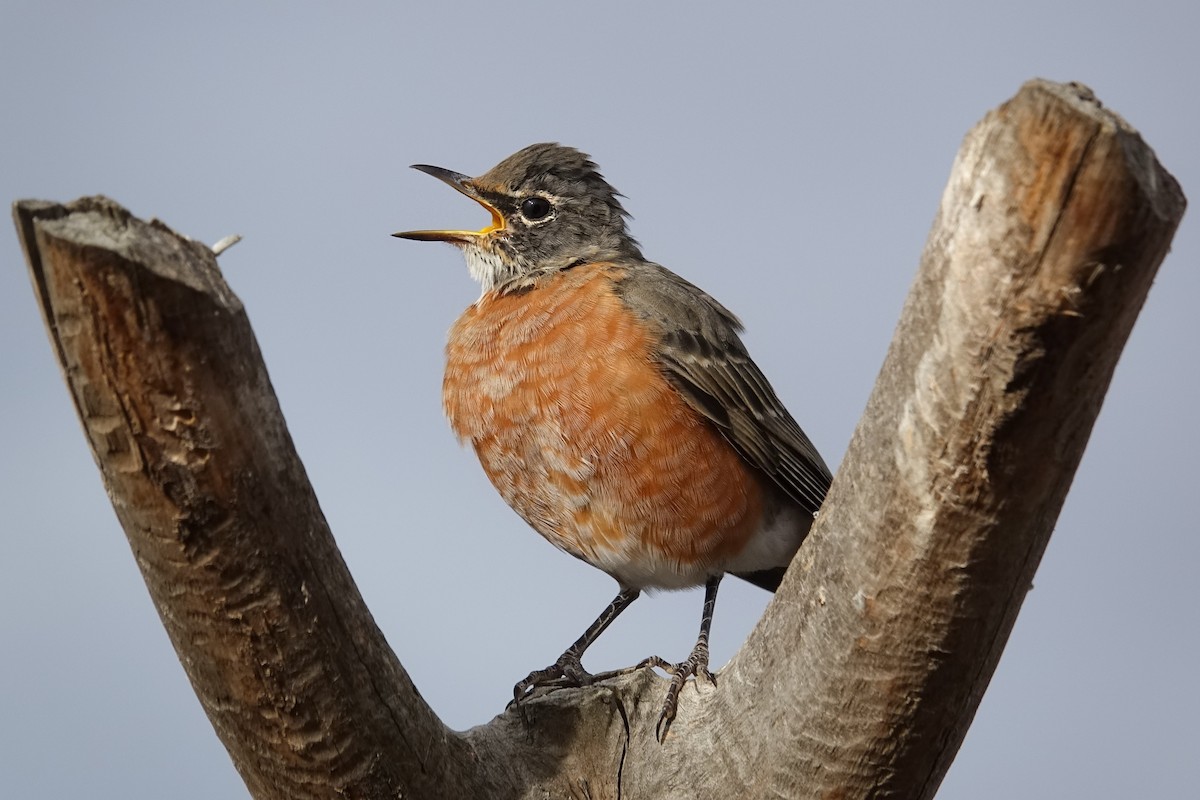 American Robin - ML494154301