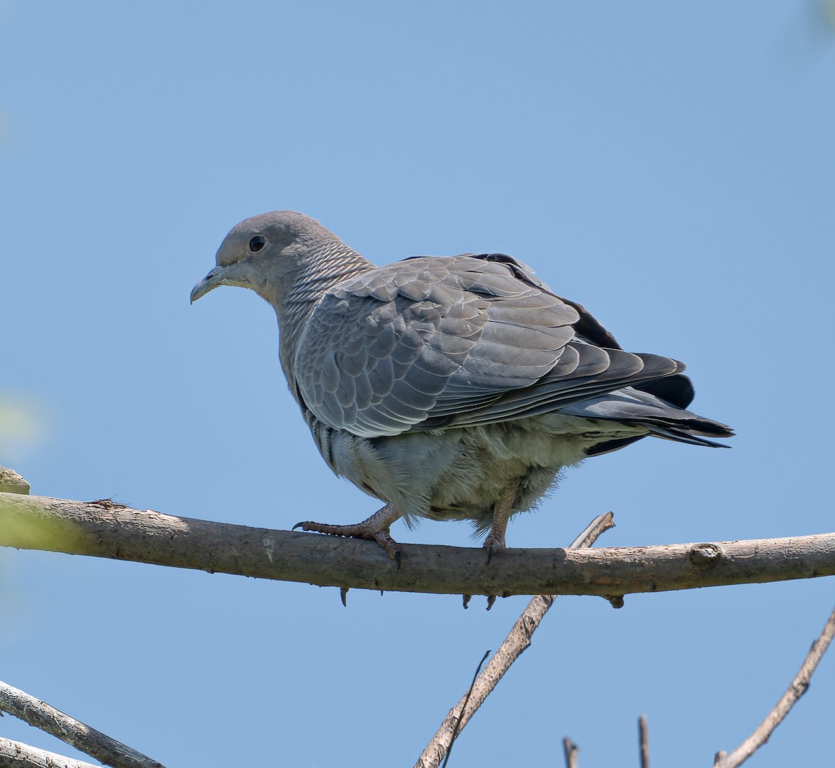 Picazuro Pigeon - ML494155121