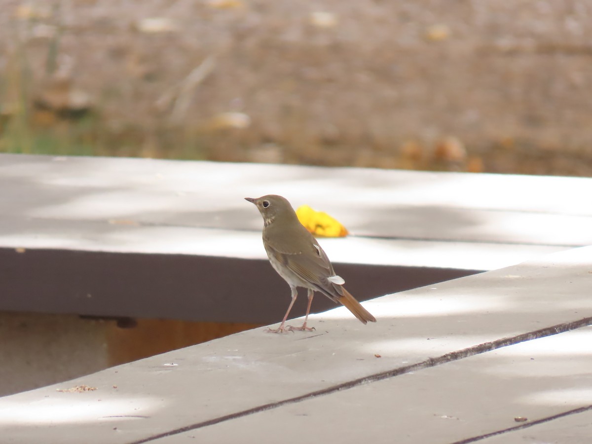 Hermit Thrush - ML494158251