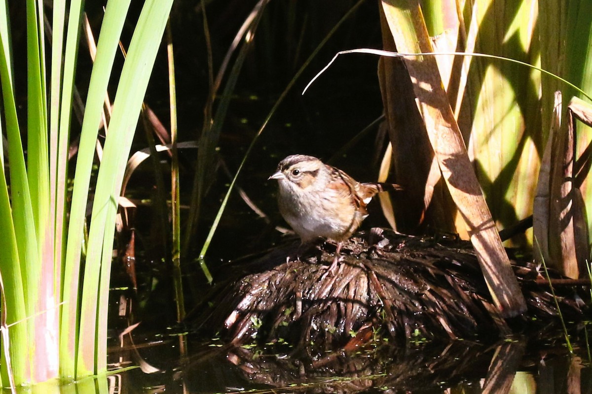 Swamp Sparrow - ML494159541