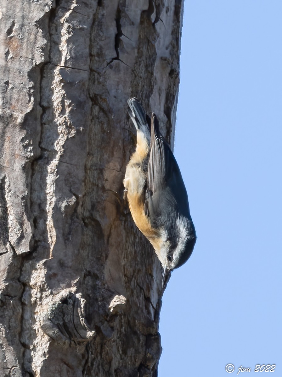 Red-breasted Nuthatch - ML494160581