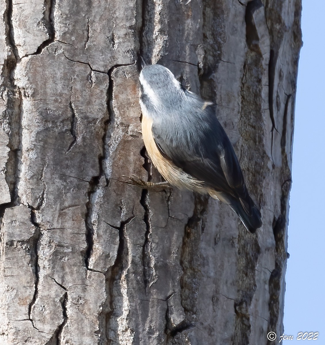 Red-breasted Nuthatch - ML494160591