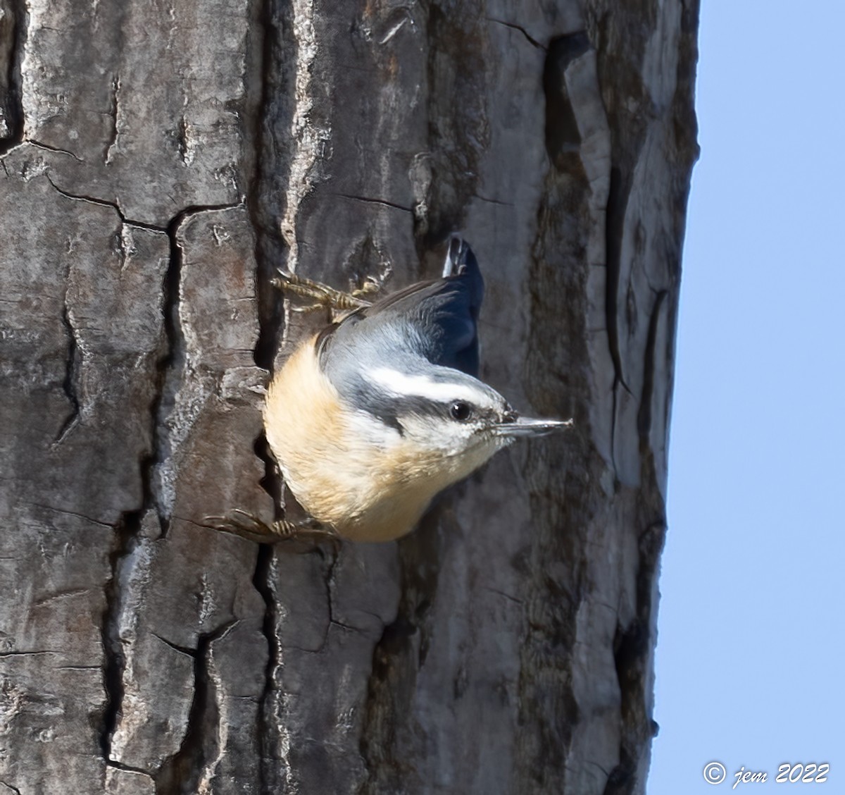 Red-breasted Nuthatch - ML494160601