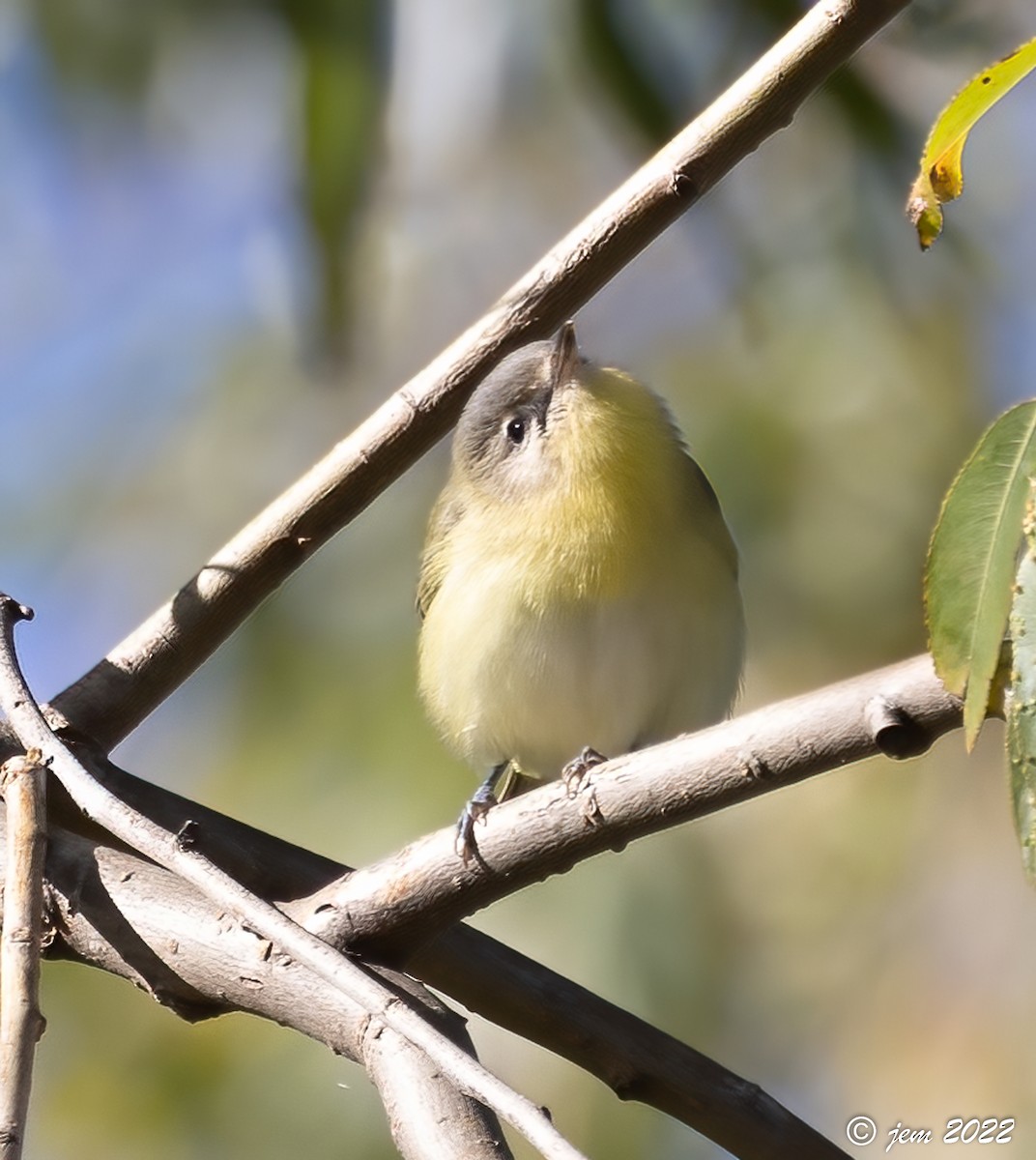 Philadelphia Vireo - ML494160771