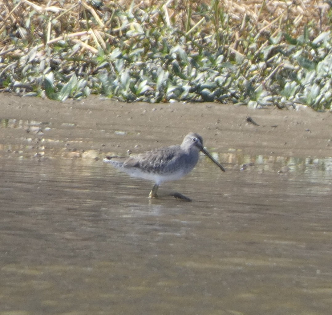 Short-billed Dowitcher - ML494160811