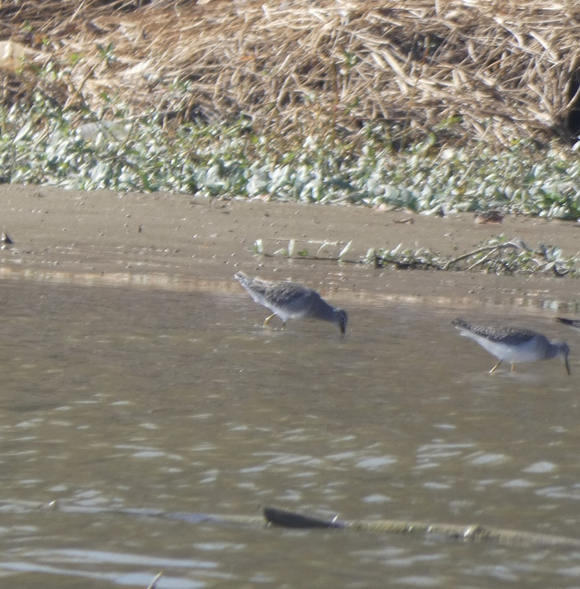 Short-billed Dowitcher - ML494160821
