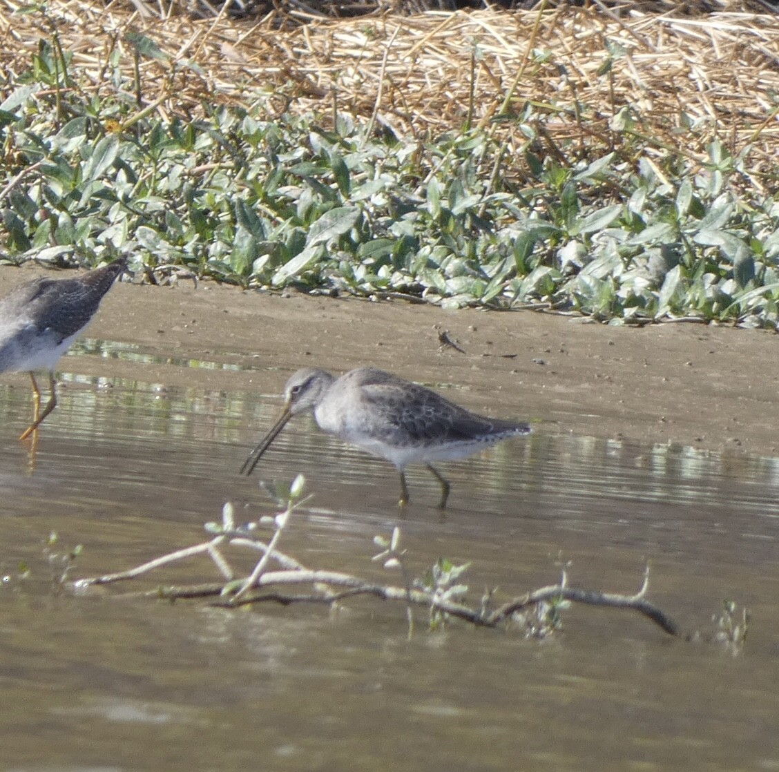 Short-billed Dowitcher - ML494160831