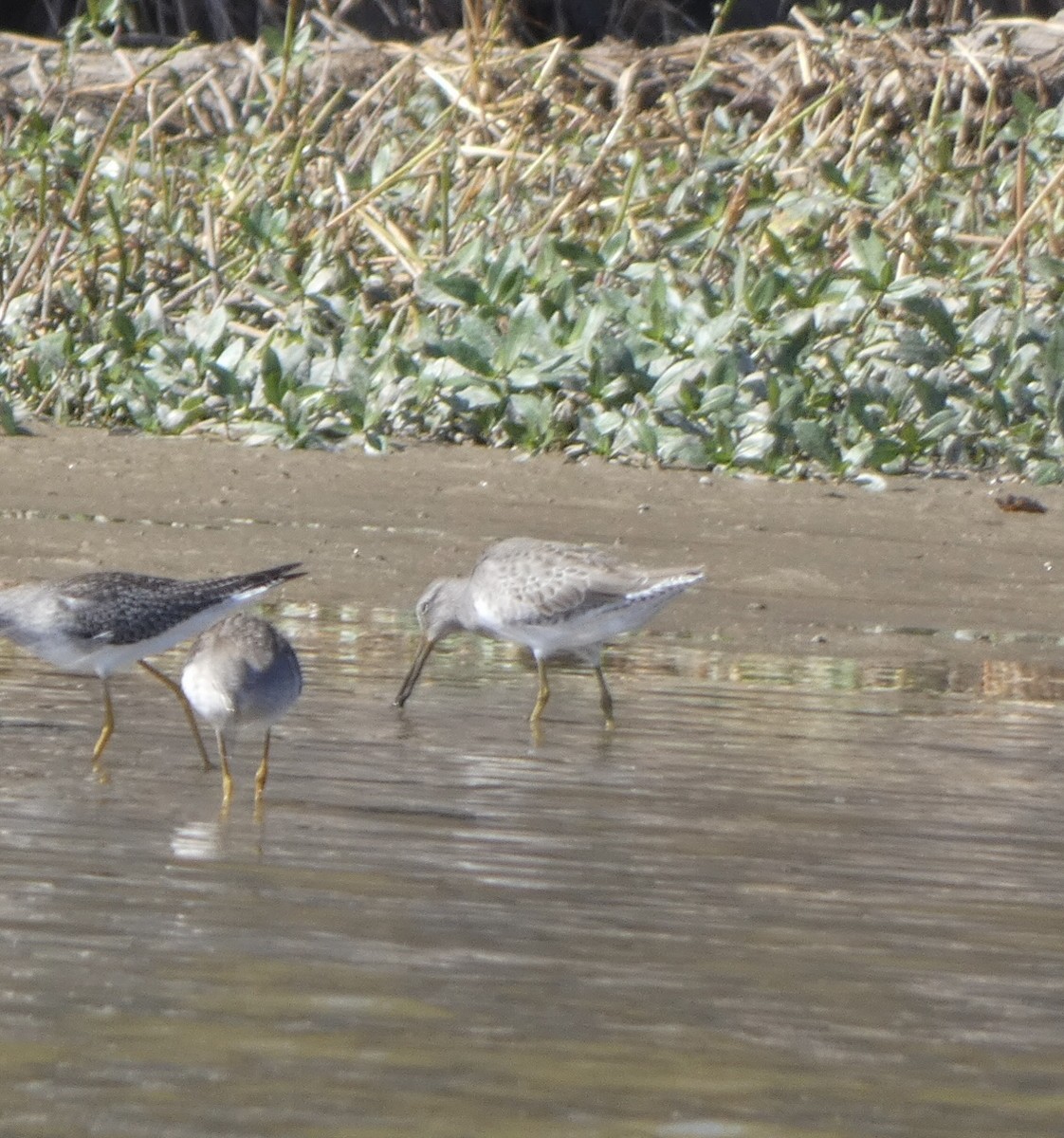 Short-billed Dowitcher - ML494160851