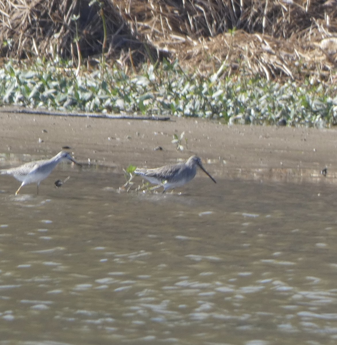 Short-billed Dowitcher - ML494160861