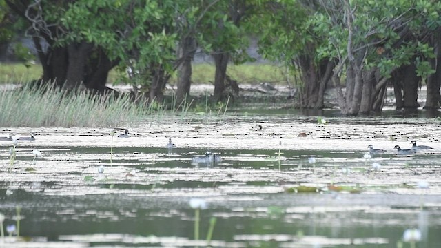 Green Pygmy-Goose - ML494161431