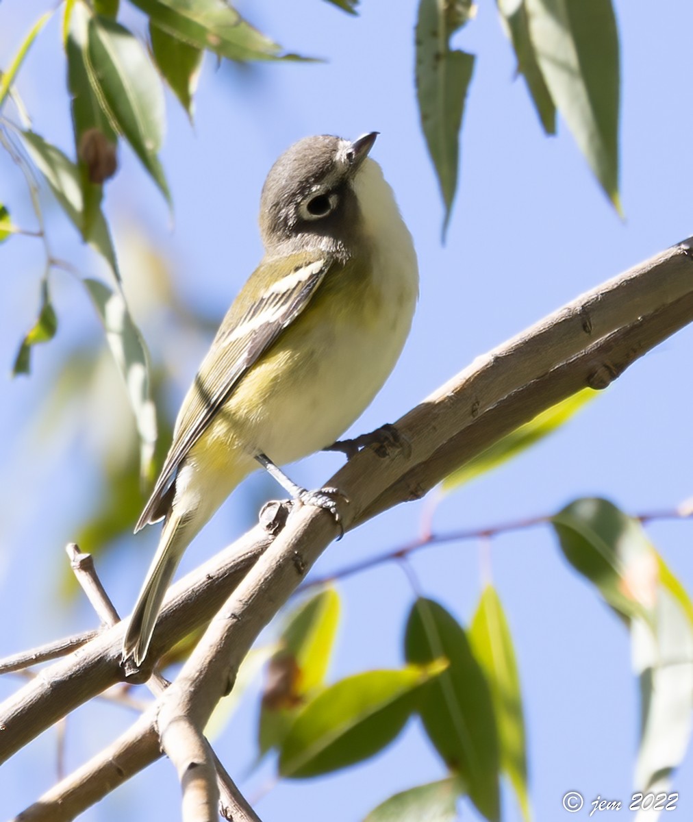 Blue-headed Vireo - ML494162171