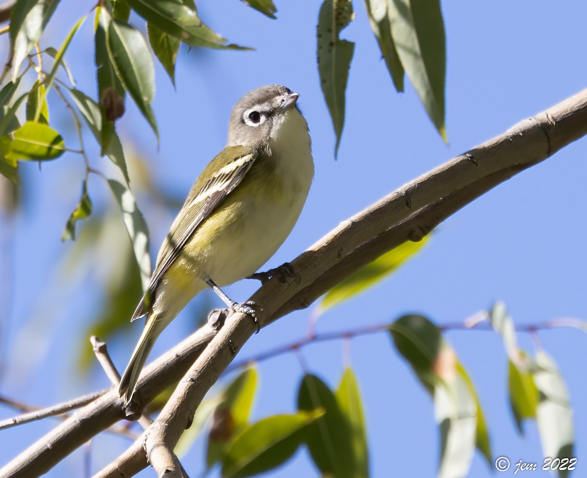 Blue-headed Vireo - ML494162181