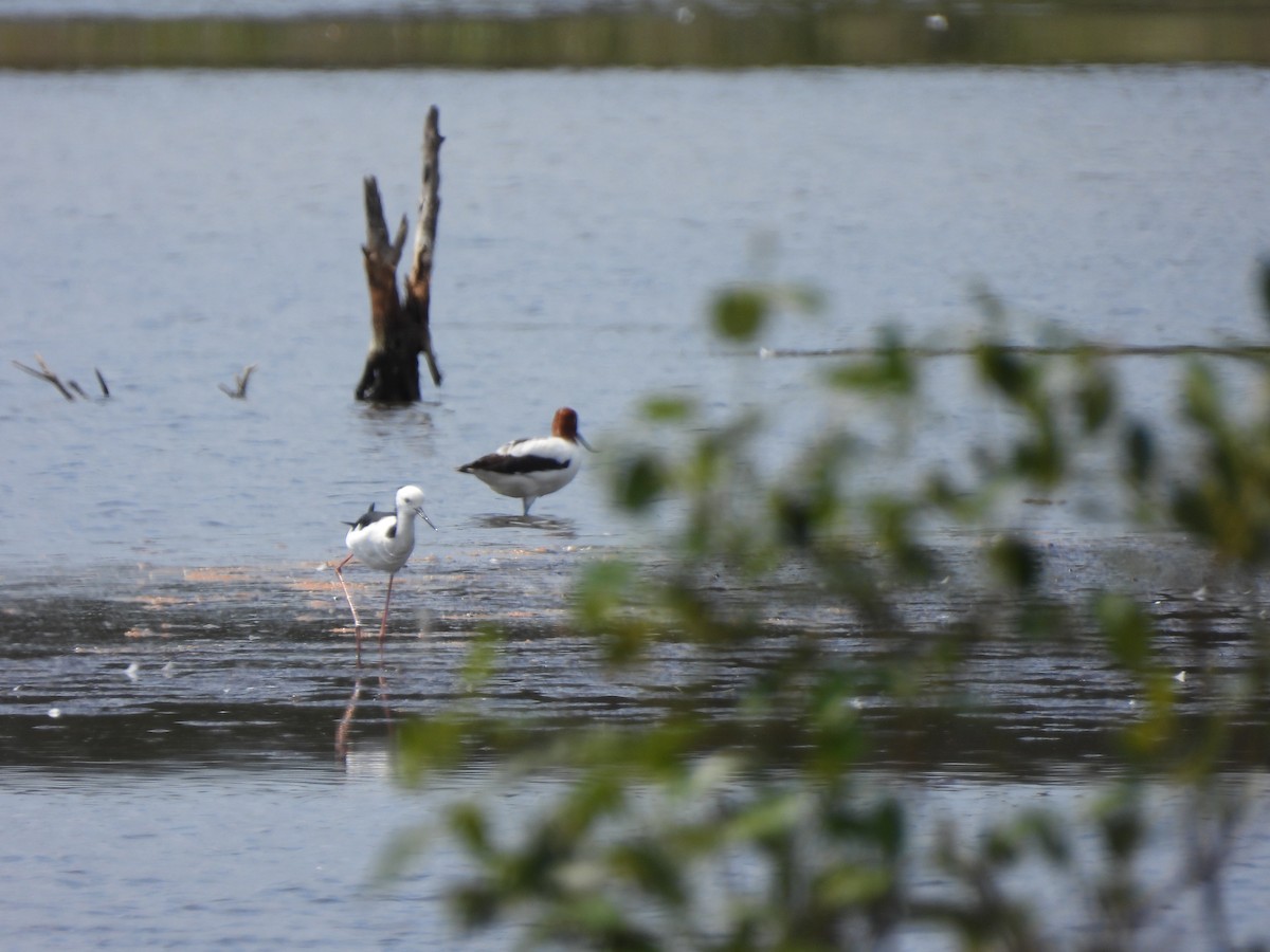 Red-necked Avocet - ML494162981