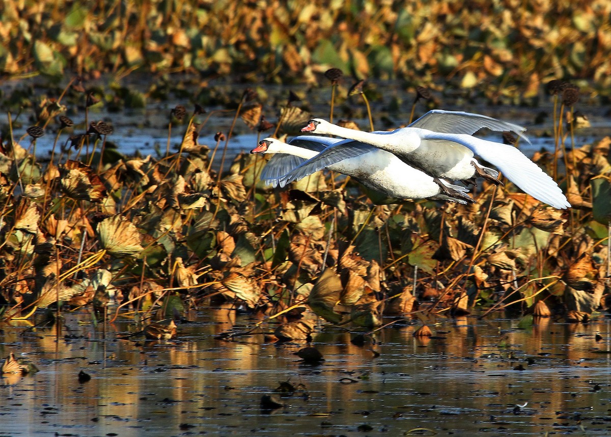 Mute Swan - ML494164051