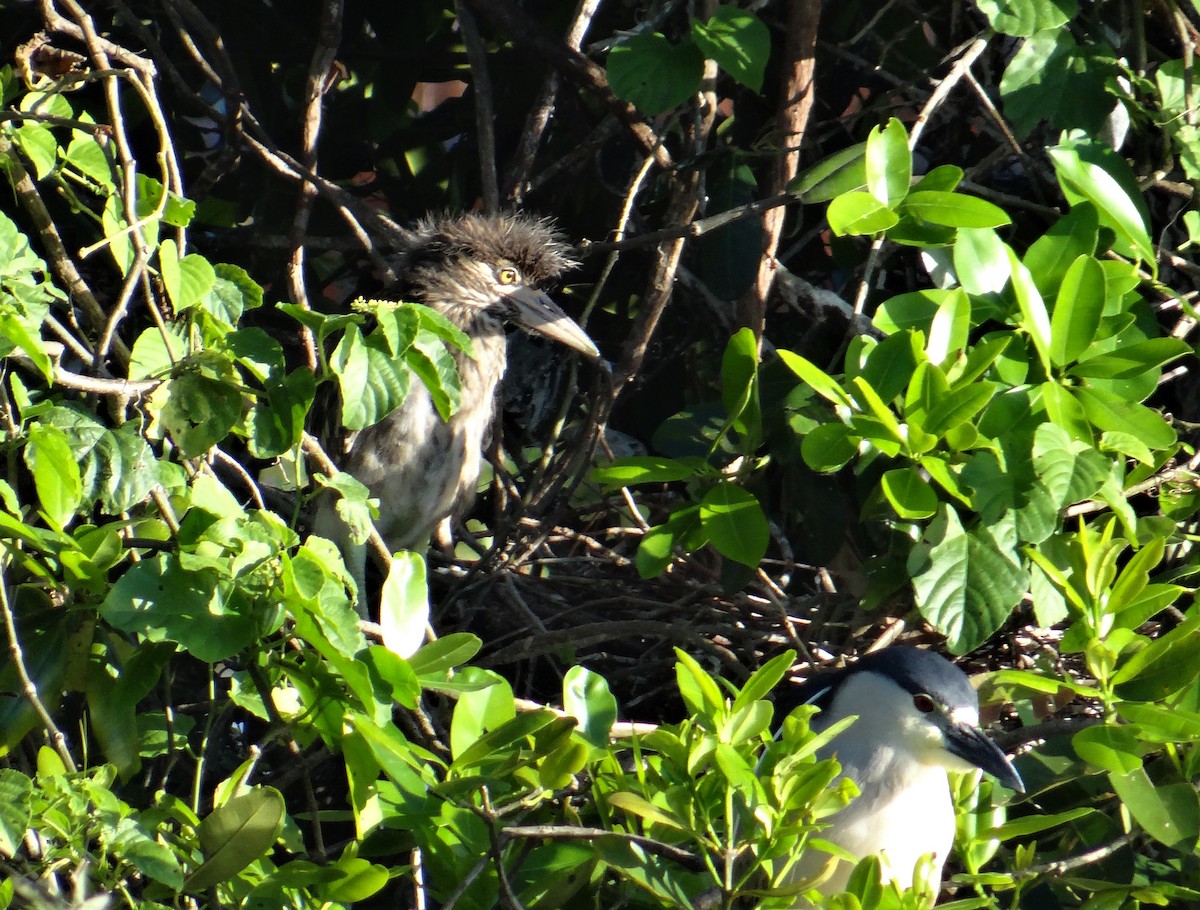 Black-crowned Night Heron (American) - ML494164201