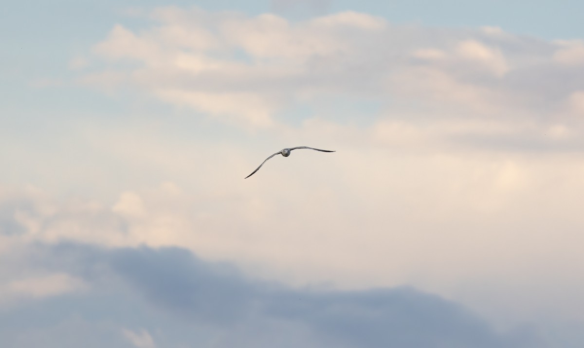 California Gull - ML494164491