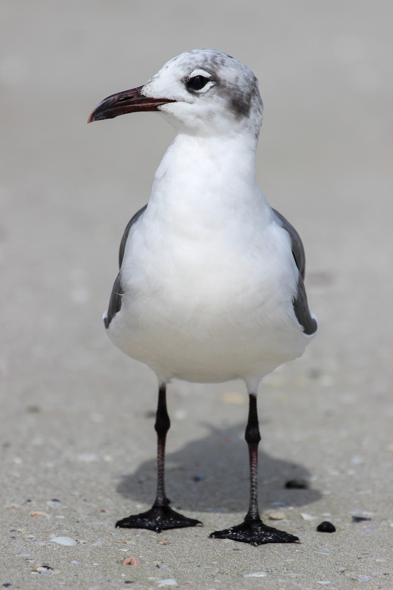 Gaviota Guanaguanare - ML494164701