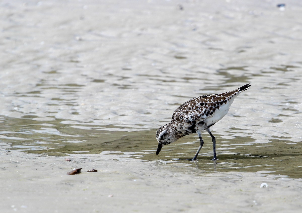 Black-bellied Plover - ML494165061