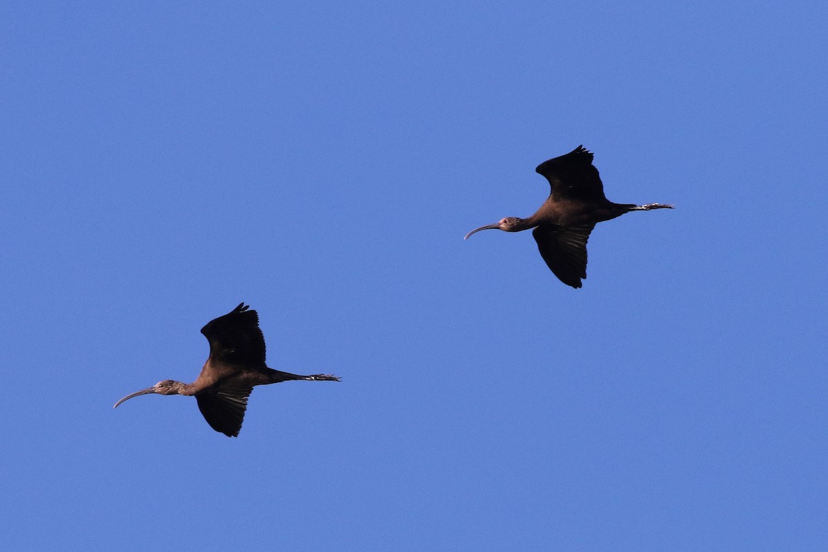 White-faced Ibis - ML494166371