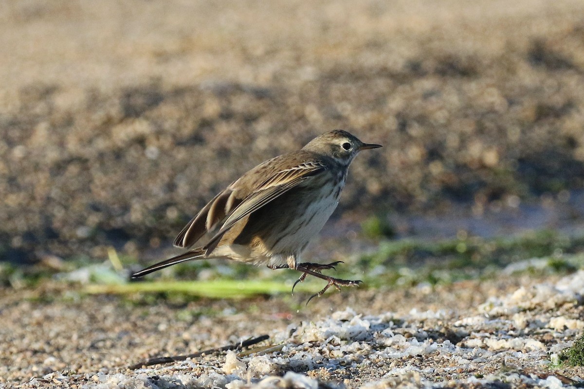 American Pipit - ML494166611