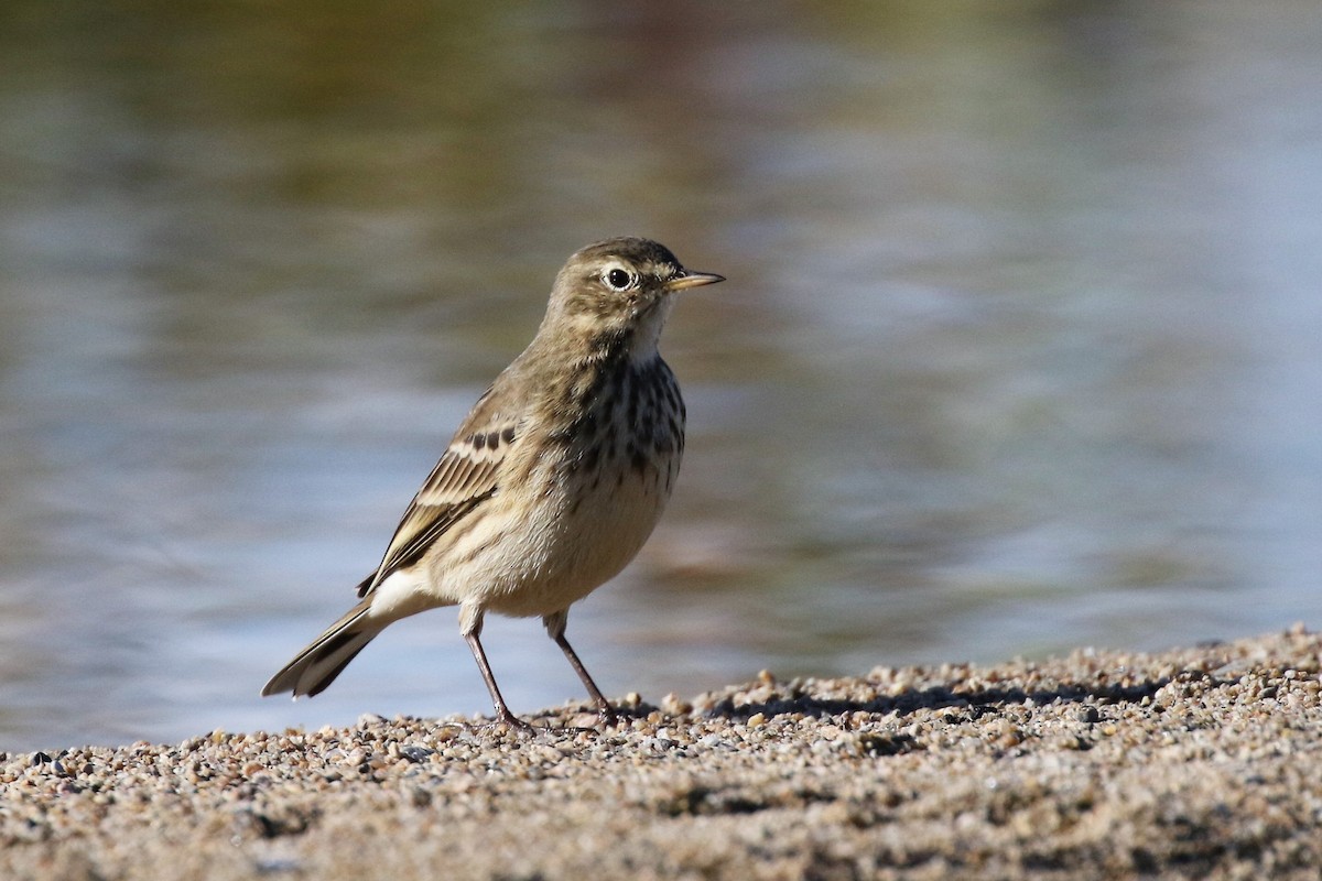 American Pipit - ML494166621