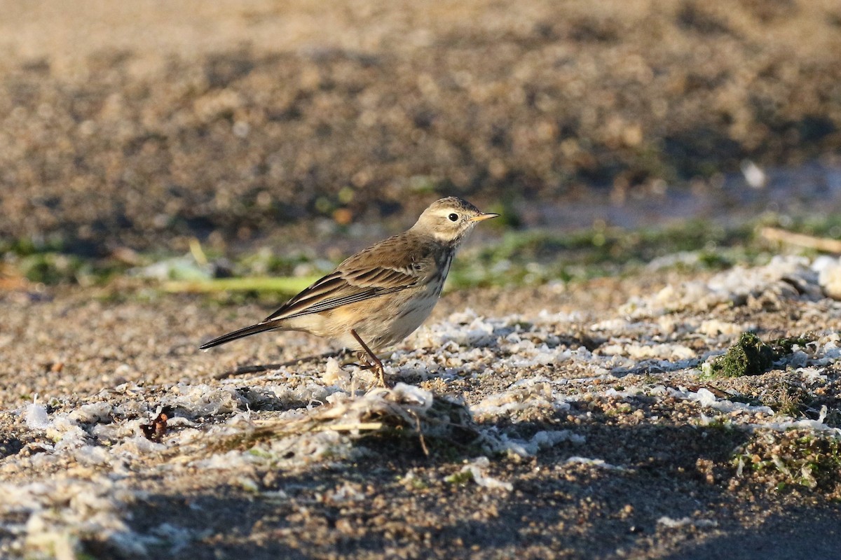 American Pipit - ML494166631