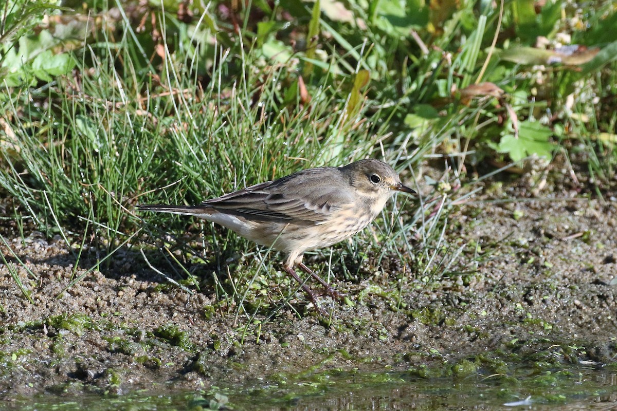 American Pipit - ML494166641