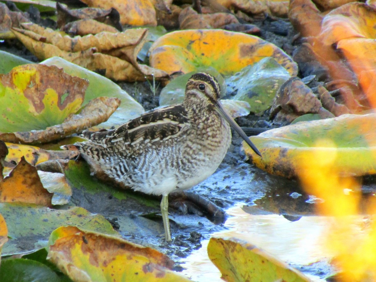 Wilson's Snipe - Riley Fern