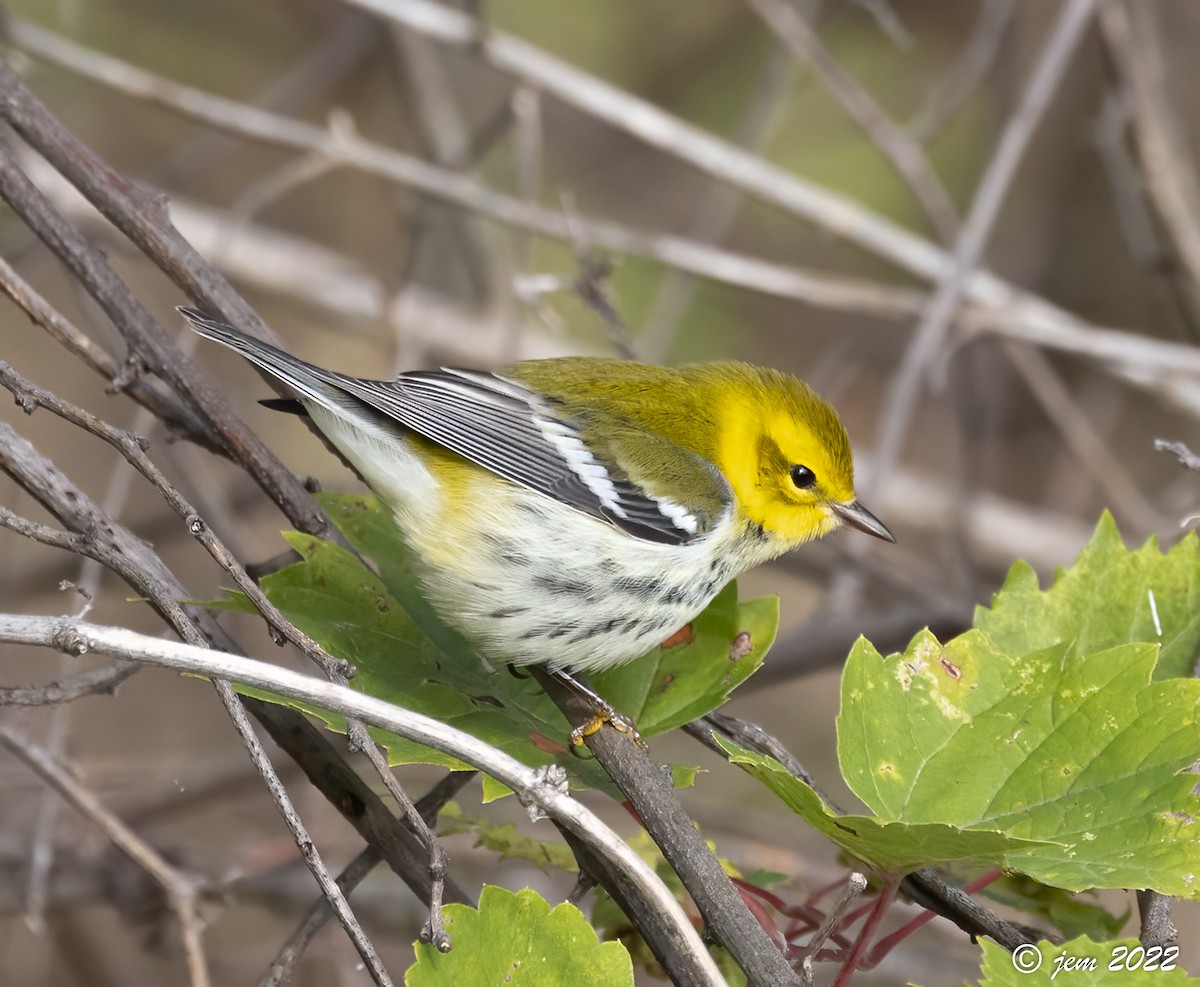 Black-throated Green Warbler - ML494167911