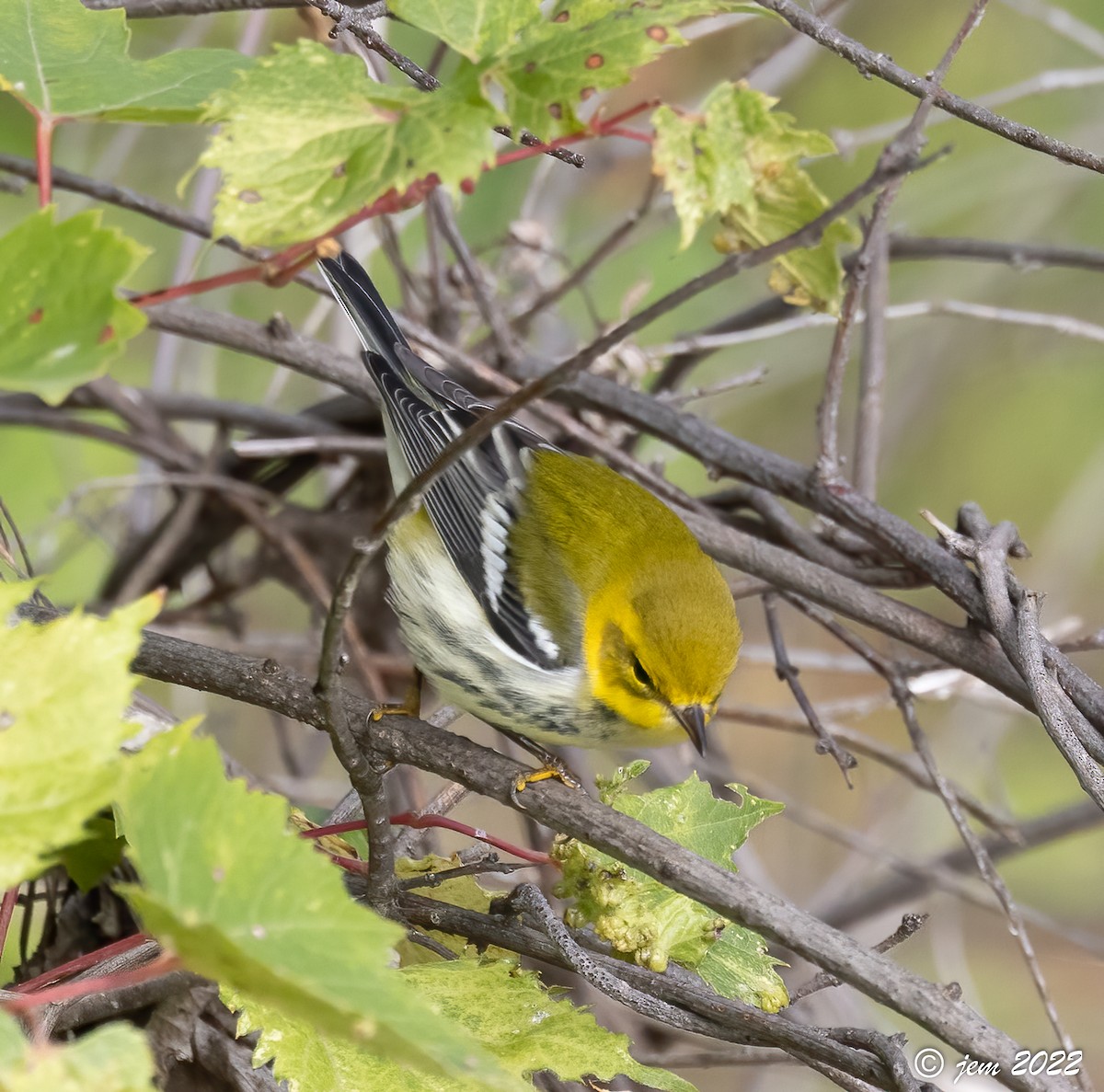 Black-throated Green Warbler - ML494167941