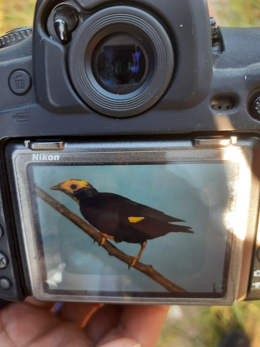 Golden-crested Myna - ML494167951