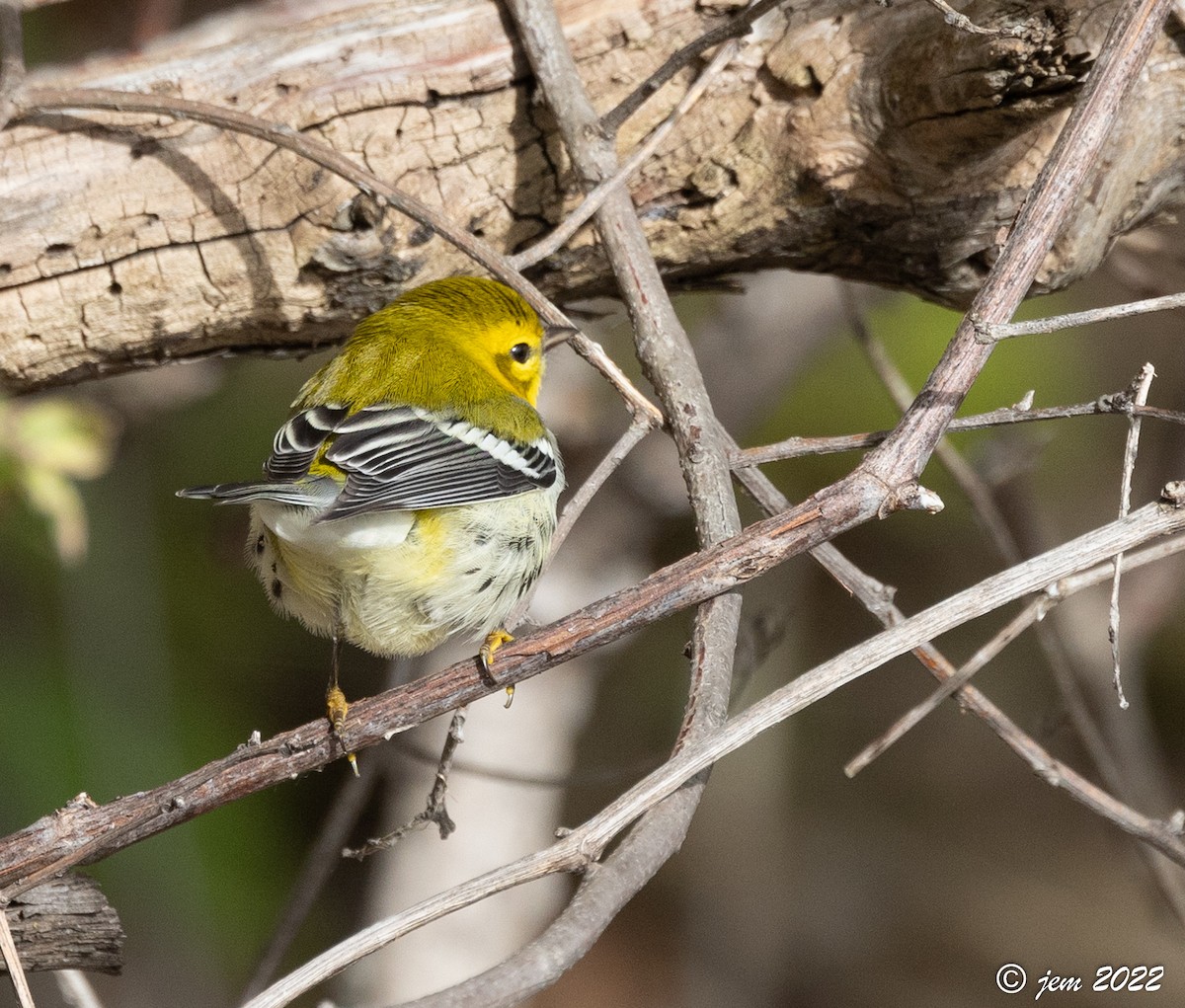 Black-throated Green Warbler - ML494167981