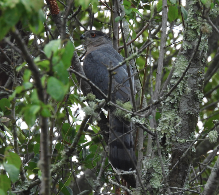 Cooper's Hawk - ML494169301