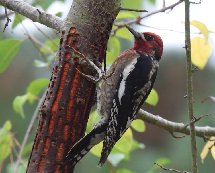 Red-breasted Sapsucker - Bill Cone