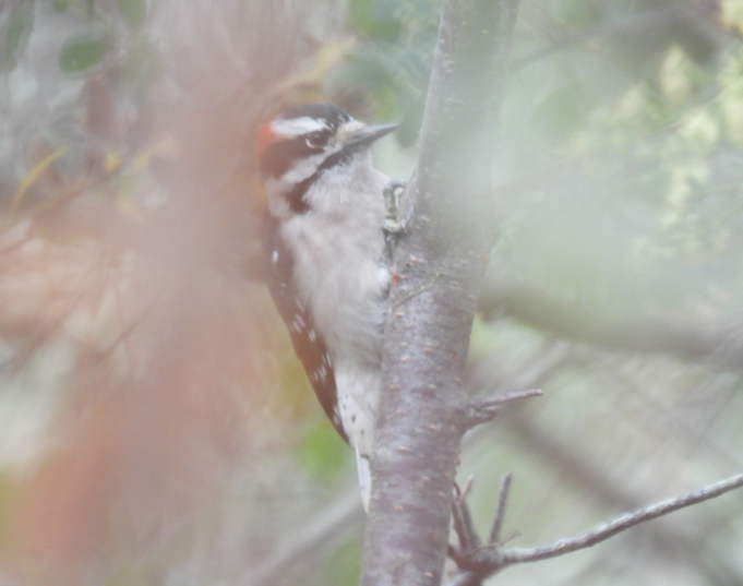 Downy Woodpecker - ML494169441