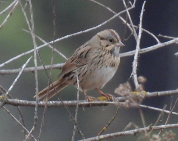 Lincoln's Sparrow - ML494169601