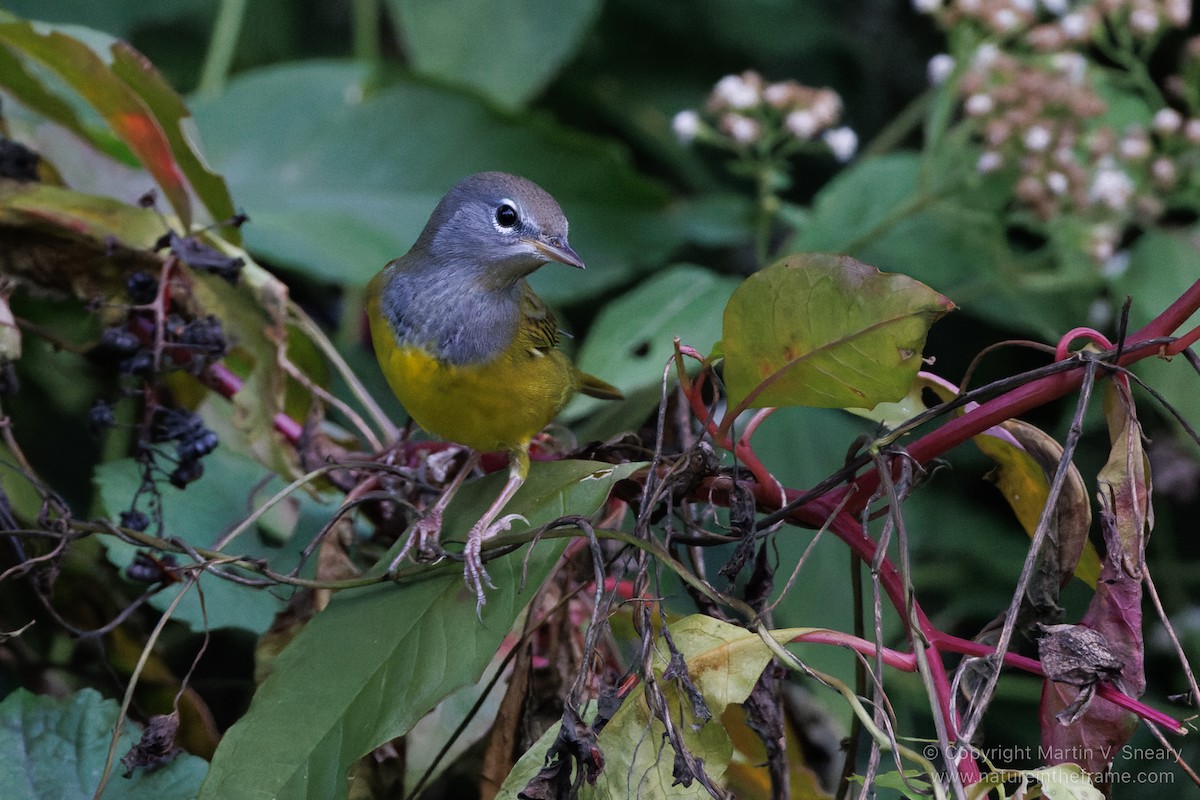 MacGillivray's Warbler - ML494170921