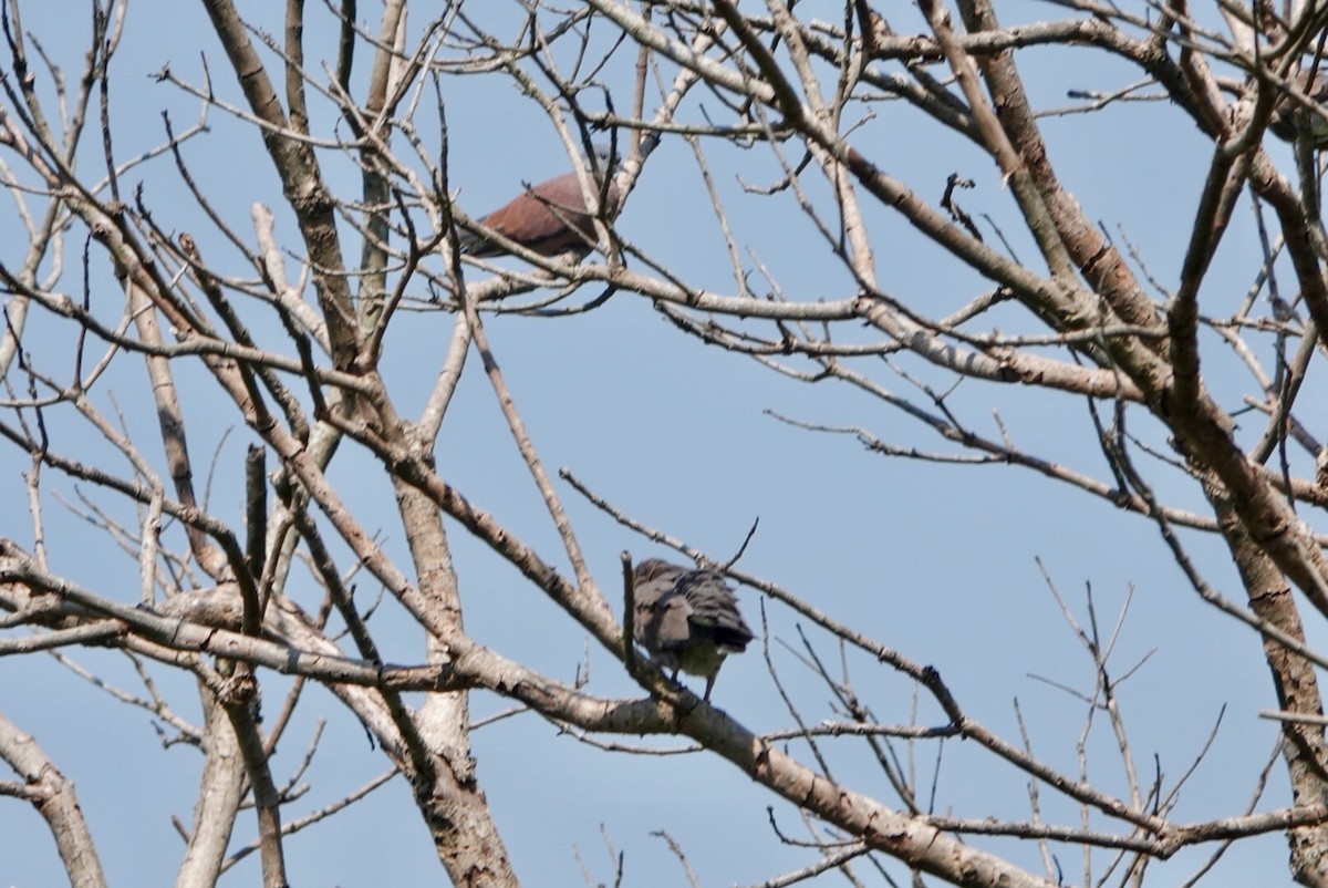 Red Collared-Dove - ML494171741