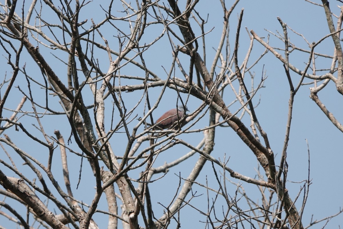 Red Collared-Dove - ML494171751