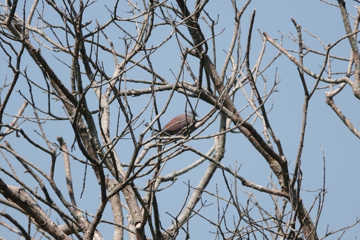 Red Collared-Dove - ML494171751