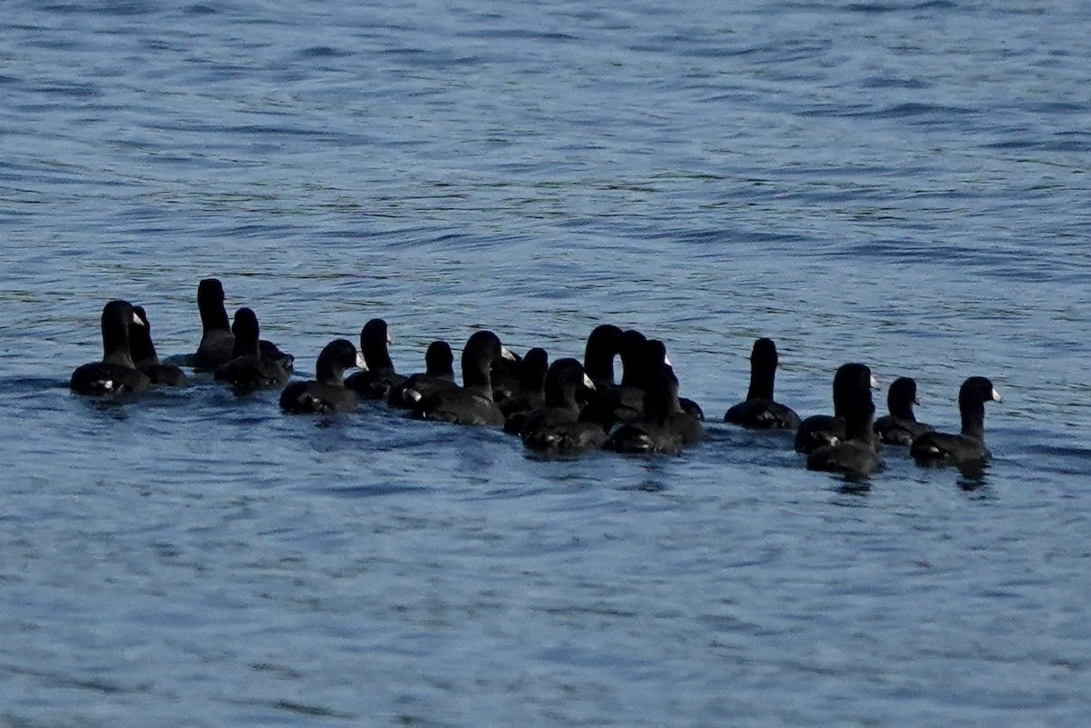 American Coot - ML494172241