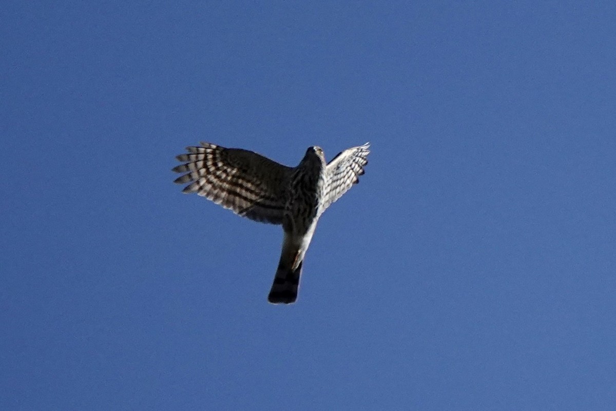 Sharp-shinned/Cooper's Hawk - ML494172421