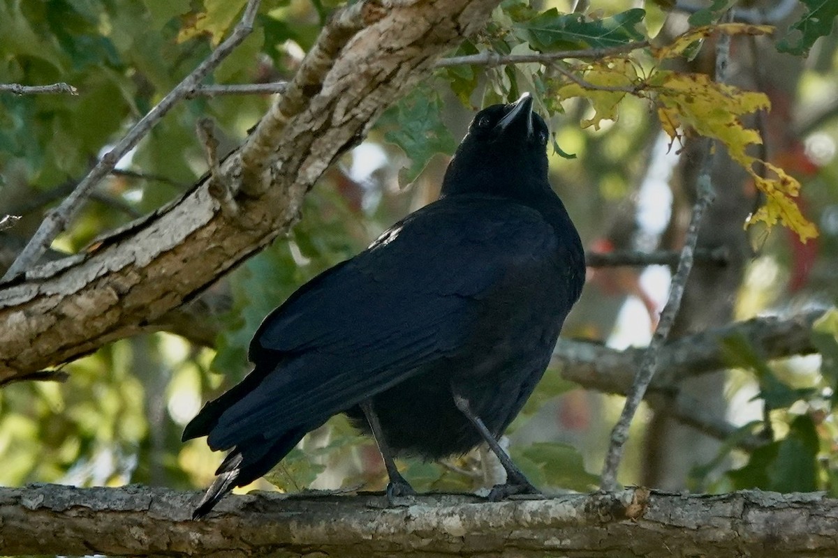 American Crow - ML494174341