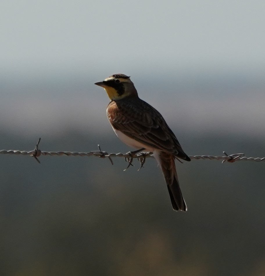 Horned Lark - ML494174491