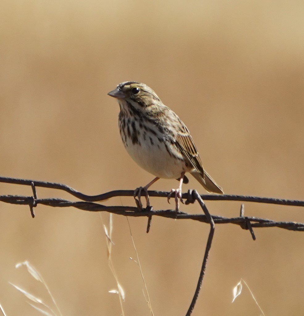 Savannah Sparrow - Frank Severson