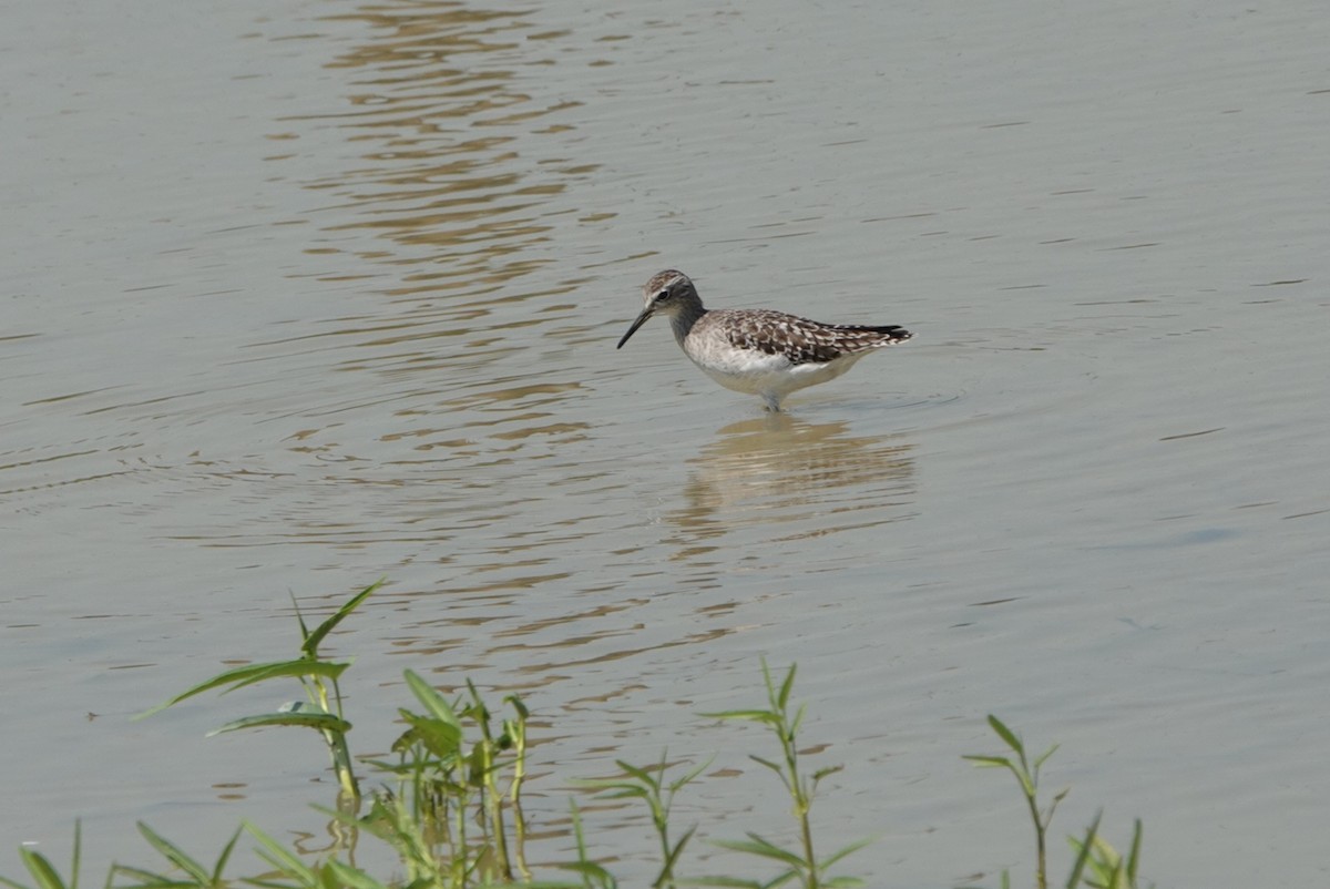 Wood Sandpiper - ML494175641