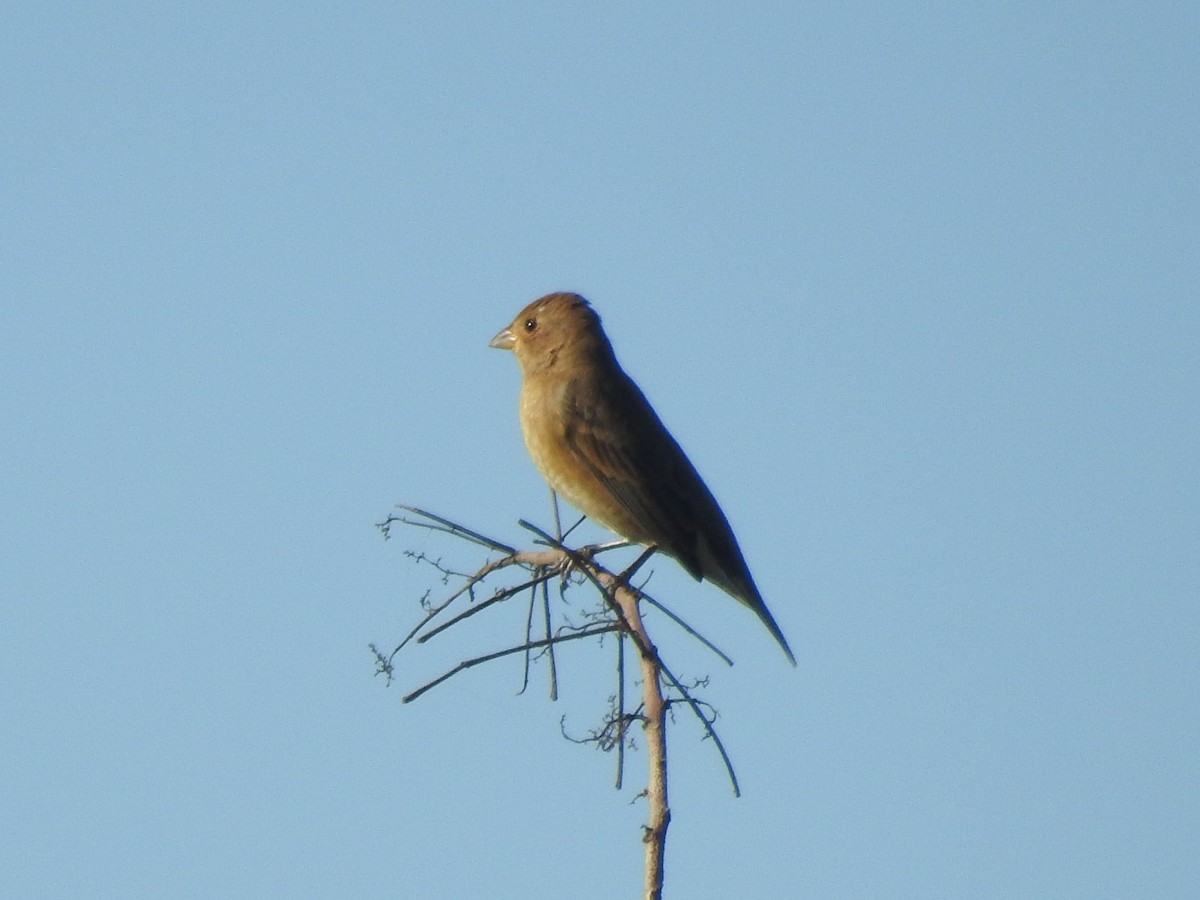 Indigo Bunting - ML494177721