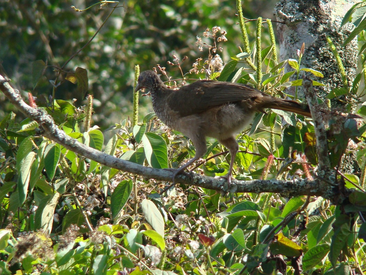 Speckled Chachalaca - Minerva Hade Villegas Lara