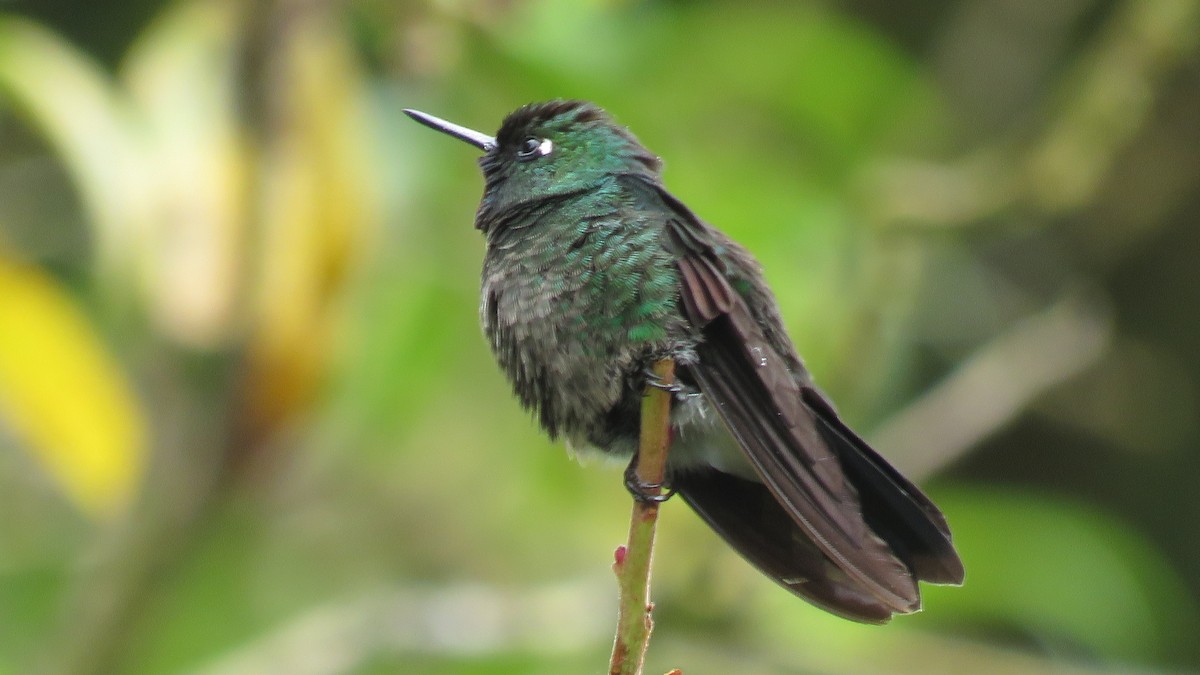 kolibřík turmalinový - ML49417931